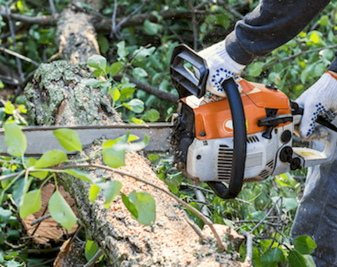 TREE TRIMMING